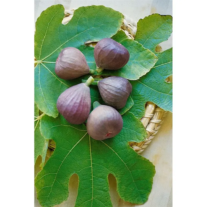Pflanzen für dich Obstbaum 60-80 cm - Ficus carica 'Firoma' - Reife dunkle Feigen auf frischen grünen Feigenblättern, präsentiert in einem Korb.