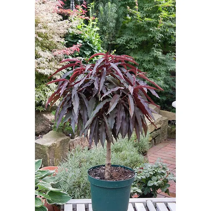 Pflanzen für dich Obstbaum 60cm - Prunus persica - Ein kleiner Baum mit tiefroten, länglichen Blättern in einem grünen Topf, vor Gartenkulisse.