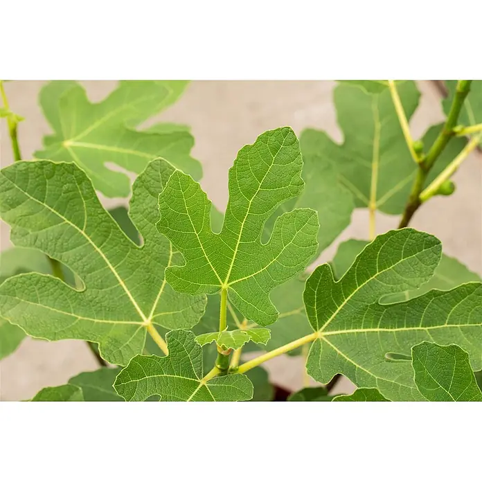 Pflanzen für dich Obstbaum 60-80 cm - Ficus carica 'Firoma' - Nahaufnahme von leuchtend grünen Feigenblättern mit deutlichen gelben Adern und strukturierter Oberfläche. Kleine, unreife Feigen sind an den Zweigen sichtbar.