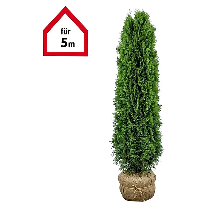 Piardino Lebensbaum Smaragd - 180 cm - 200 cm, Thuja occidentalis  'Smaragd', 10 Stk. online kaufen bei BAUHAUS