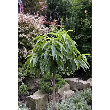 Pflanzen für dich  Obstbaum 60cm
