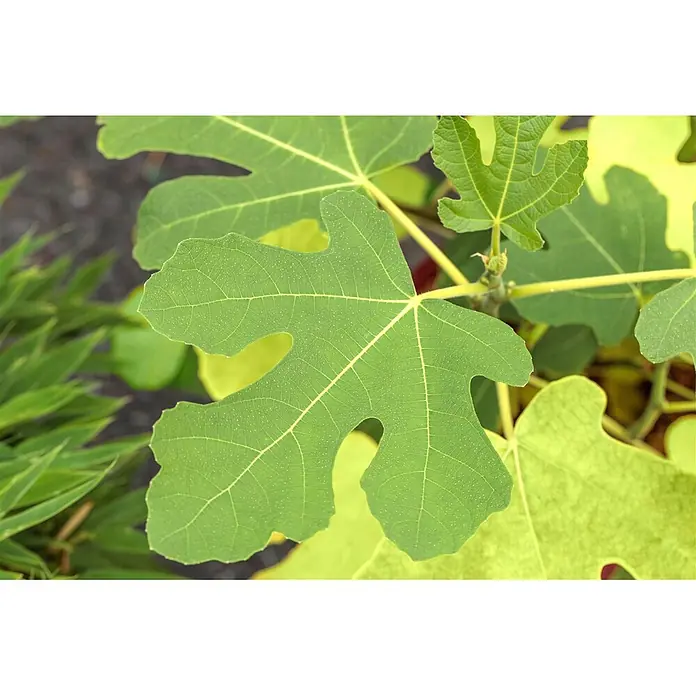 Pflanzen für dich Obstbaum 60-80 cm - Ficus carica 'Firoma' - Grüne Feigenblätter an einer Pflanze, die ihre charakteristische gelappte Form und ausgeprägten Adern zeigen.