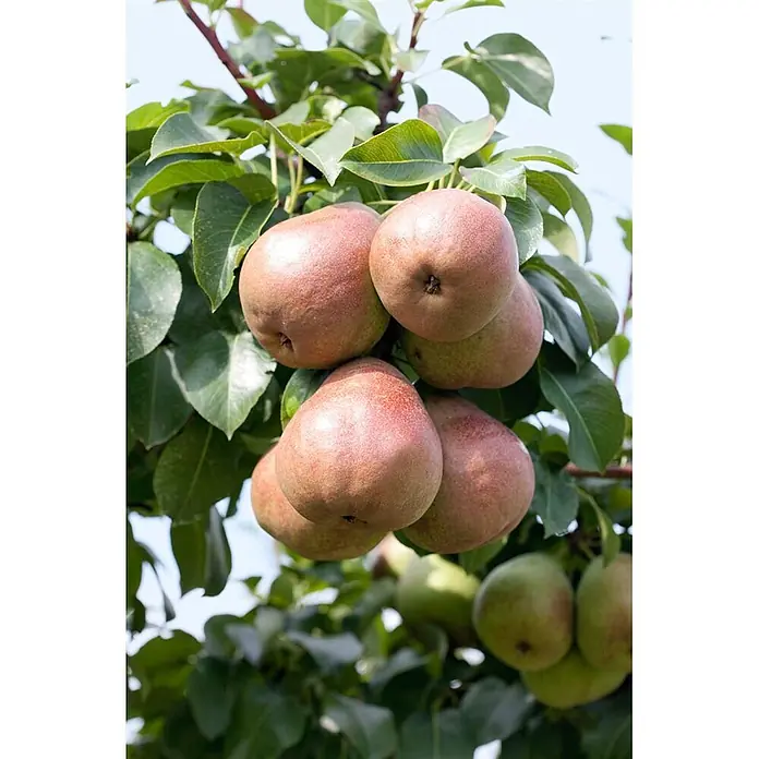 Pflanzen für dich Obstbaum 125-150 cm - Pyrus communis 'Decora' - Reife rot-grüne Birnen hängen an einem Ast.