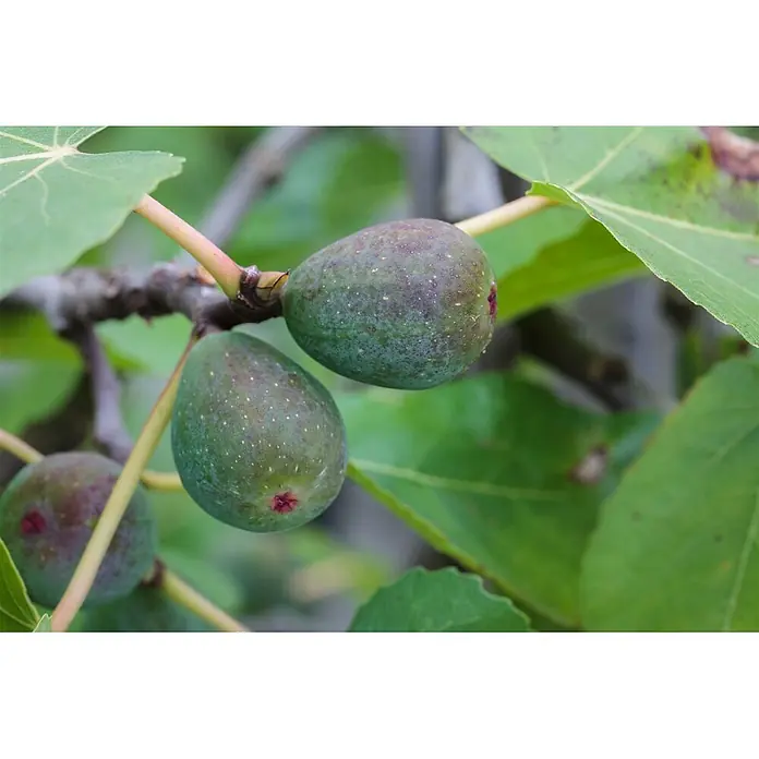Pflanzen für dich Obstbaum 60-80 cm - Ficus carica 'Firoma' - Mehrere reifende grüne Feigen mit violetten Nuancen und weißen Punkten hängen an einem braunen Ast, eingebettet zwischen grünen Blättern.
