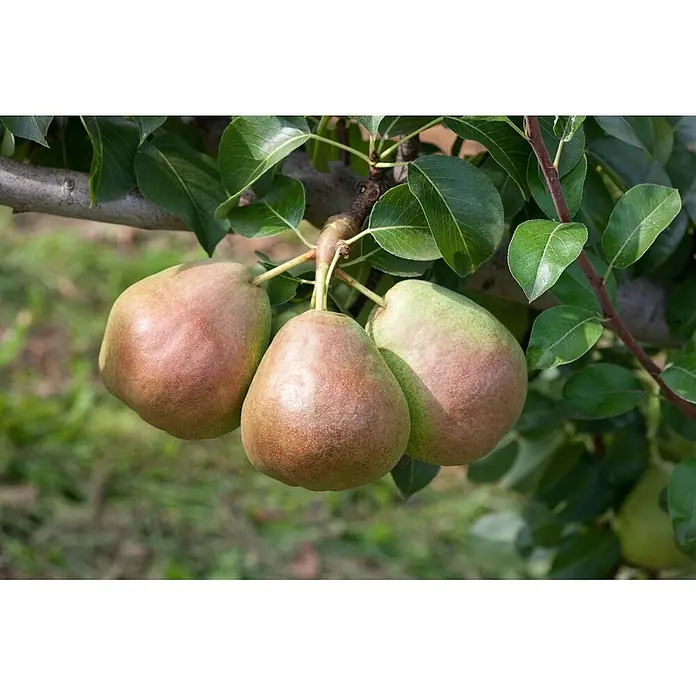 Pflanzen für dich Obstbaum 125-150 cm - Pyrus communis 'Decora' - Drei reifende Birnen mit rotbrauner Röte und grüner Schale hängen an einem Baumast.