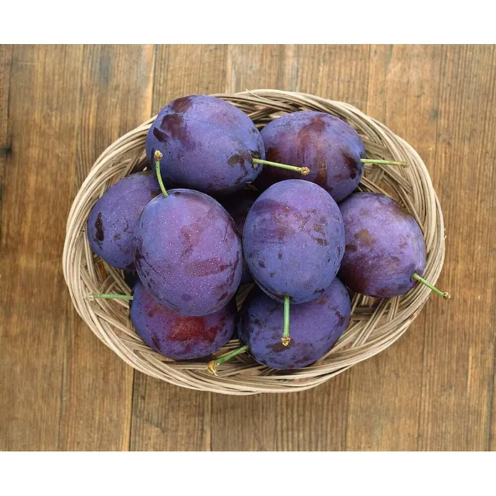 Pflanzen für dich Obstbaum 150-200cm - Prunus domestica 'Stanley' - Ein Korb voller reifer lila Pflaumen auf einer Holzoberfläche.