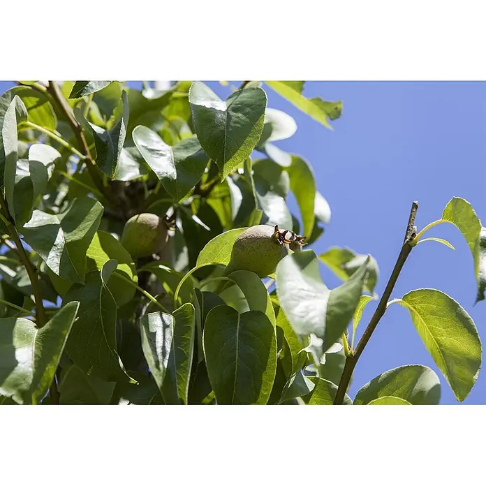Pflanzen für dich Obstbaum 125-150 cm - Pyrus communis 'Decora' - Grüne, unreife Birnen hängen an einem Ast zwischen grünen Blättern vor blauem Himmel.