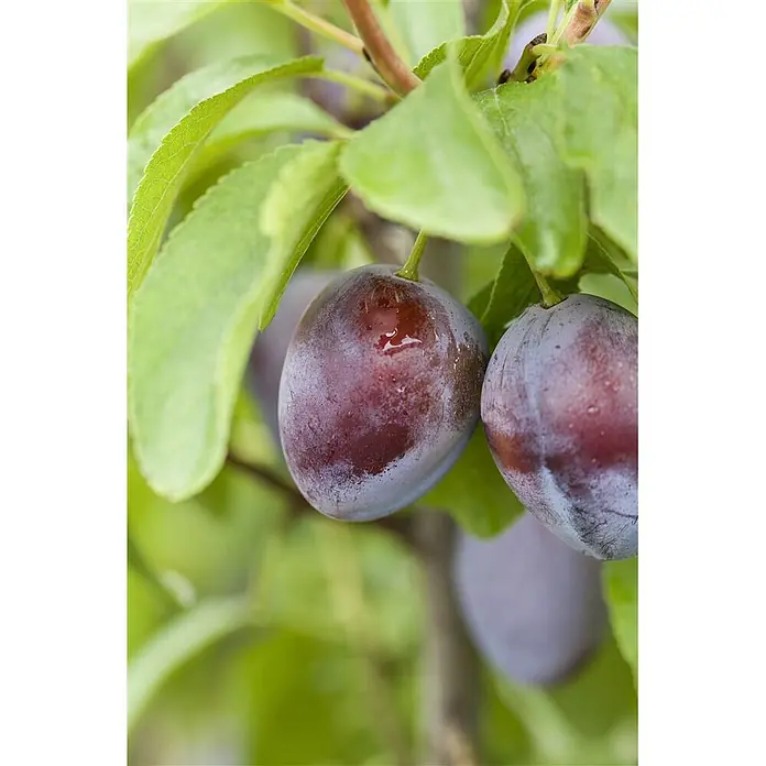 Pflanzen für dich Obstbaum 150-200cm - Prunus domestica 'President' - Reife lila Pflaumen hängen an einem Ast zwischen grünen Blättern.