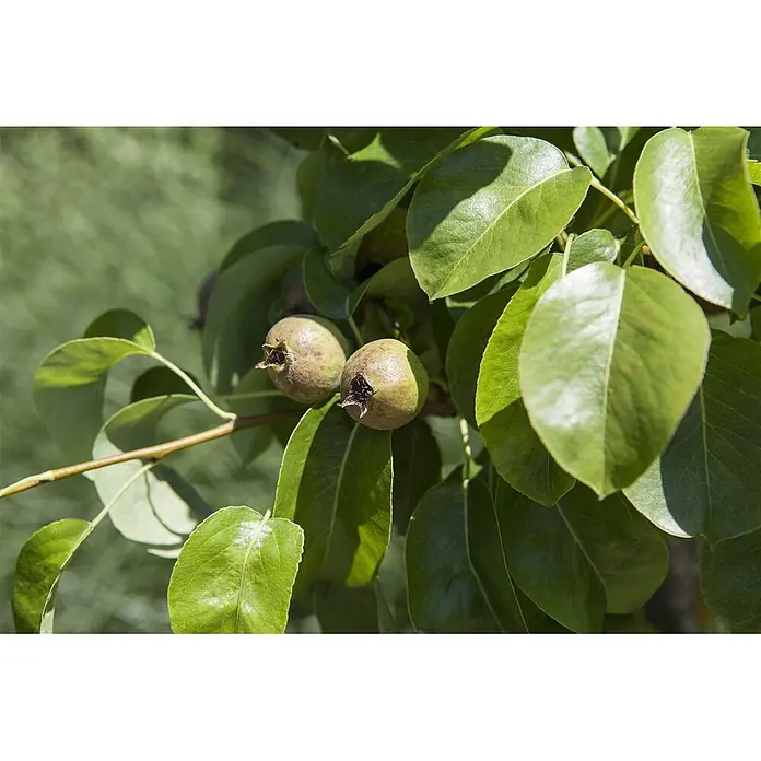 Pflanzen für dich Obstbaum 125-150 cm - Pyrus communis 'Decora' - Zwei kleine, unreife Birnen hängen an einem Ast zwischen grünen Blättern.