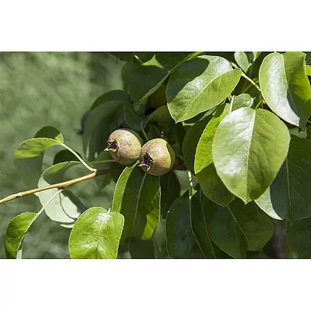 Pflanzen für dich  Obstbaum 125-150 cm