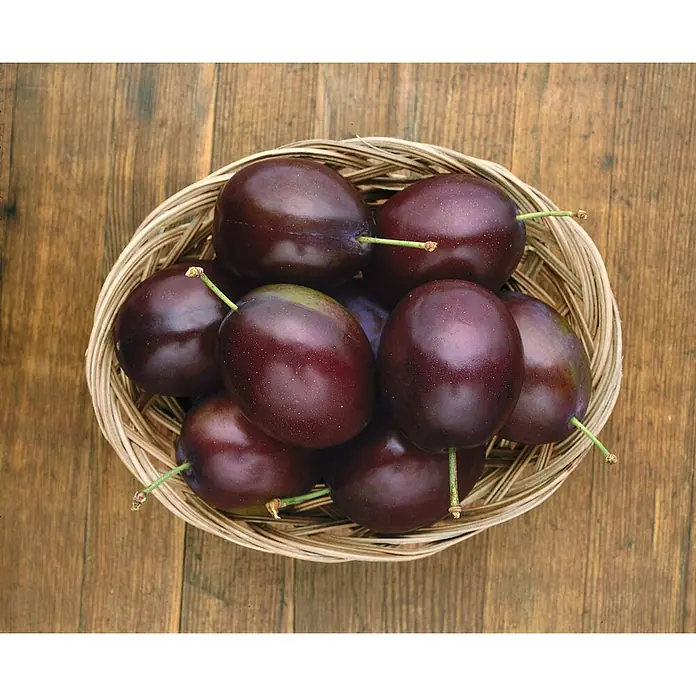 Pflanzen für dich Obstbaum 150-200cm - Prunus domestica 'Stanley' - Mehrere dunkelviolette Pflaumen mit grünen Stielen in einem Weidenkorb, auf Holz.