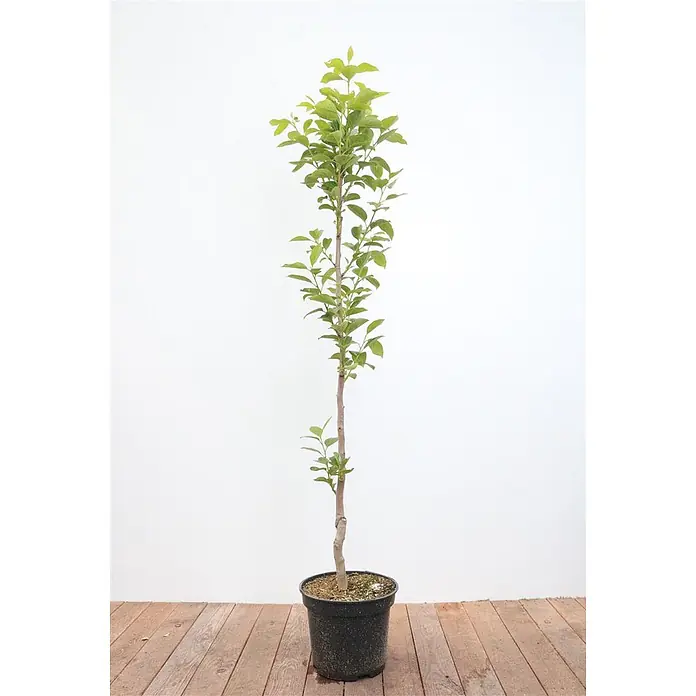 Pflanzen für dich Obstbaum 125- 150 - Diospyros kaki 'Vaniglia' - Ein junger, schlanker Baum mit grünen Blättern in einem schwarzen Pflanztopf.