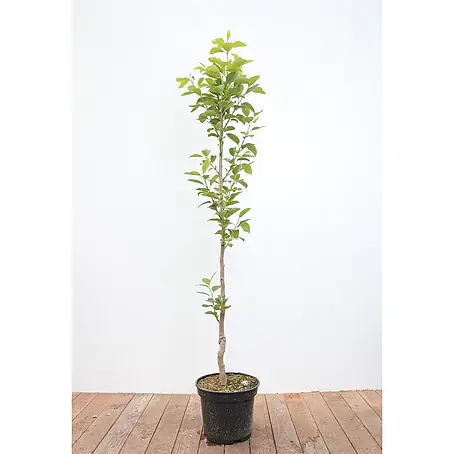 Pflanzen für dich  Obstbaum 125- 150
