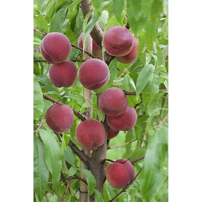 Pflanzen für dich Obstbaum 7,5L 150–200 cm - Prunus persica 'Roter Weinbergpfirsich' - Dunkelrote Pfirsiche reifen an einem Baumzweig zwischen grünen Blättern.