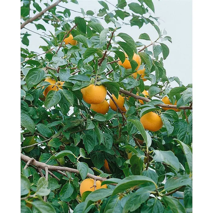 Pflanzen für dich Obstbaum 125- 150 - Diospyros kaki 'Vaniglia' - Reife orangefarbene Kakis hängen an grünblättrigen Ästen eines Obstbaumes.