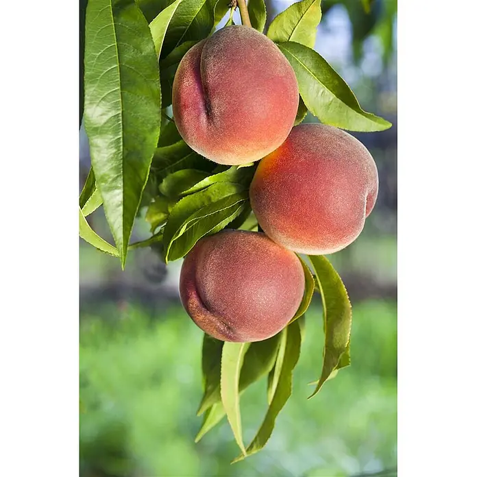 Pflanzen für dich Obstbaum 7,5L 150–200 cm - Prunus persica 'Roter Weinbergpfirsich' - Drei reife, flaumige Pfirsiche mit rot-orangefarbener Schale hängen an einem Ast mit grünen Blättern.