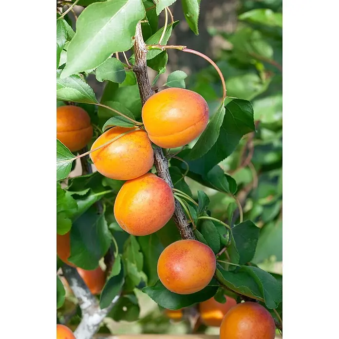 Pflanzen für dich Obstbaum 150-200cm - Prunus armeniaca 'Temporao de Villa France' - Reife, orange Aprikosen mit rötlicher Tönung wachsen an einem Ast zwischen grünen Blättern.