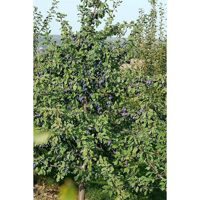 Pflanzen für dich Obstbaum 150-200cm - Prunus domestica 'President' - Ein Zwetschgenbaum, reich beladen mit reifen, dunkelblauen Früchten.
