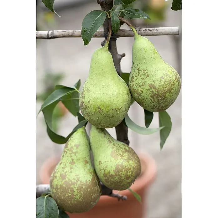 Pflanzen für dich Obstbaum 40 cm - Malus domestica - Vier grüne Birnen mit brauner Berostung hängen an einem Ast.