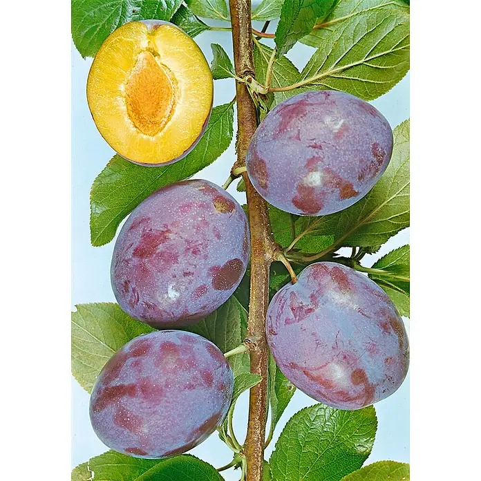 Pflanzen für dich Obstbaum 150-200cm - Prunus domestica 'President' - Violette Pflaumen am Zweig, eine aufgeschnitten mit gelbem Fruchtfleisch und Kern.