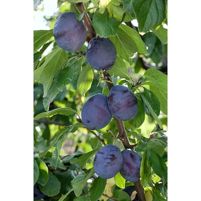 Pflanzen für dich Obstbaum 150-200cm - Prunus domestica 'President' - Dunkelviolette Pflaumen reifen an einem Ast, umgeben von grünen Blättern.