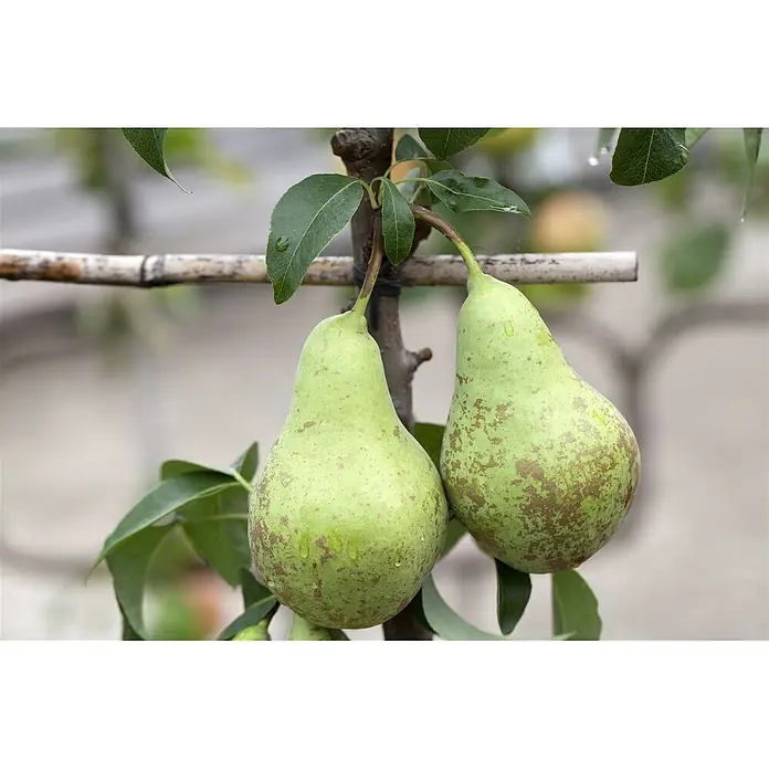 Pflanzen für dich Obstbaum 40 cm - Malus domestica - Zwei grüne Birnen mit braunen Sprenkeln hängen an einem Ast, bedeckt mit Wassertropfen.