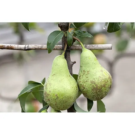 Pflanzen für dich  Obstbaum 60cm