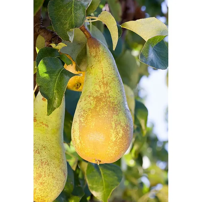 Pflanzen für dich Obstbaum 40 cm - Pyrus communis 'Conferencebirne' - Zwei reife grün-gelbe Birnen mit braunen Sprenkeln hängen an einem belaubten Ast.
