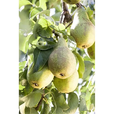 Pflanzen für dich  Obstbaum 40 cm