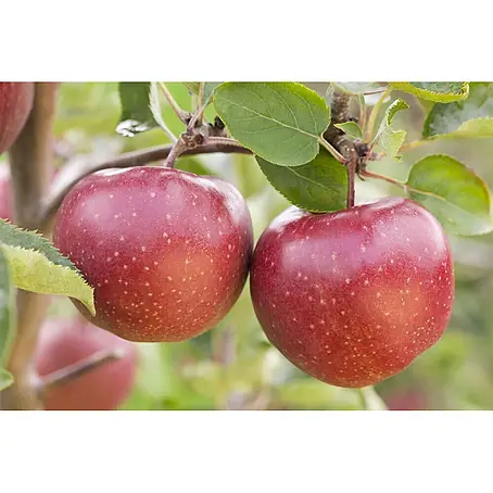 Pflanzen für dich  Obstbaum 150-200cm