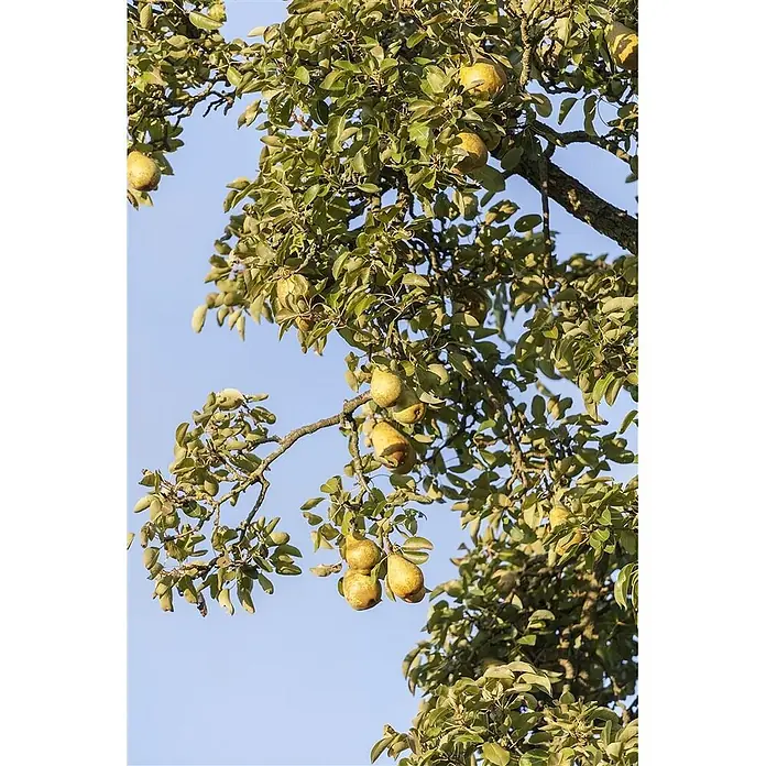 Pflanzen für dich Obstbaum 60-100 cm - Pyrus communis - Reife gelb-grüne Birnen hängen an den Ästen eines Birnbaums, umgeben von grünen Blättern vor blauem Himmel.