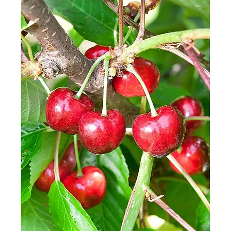 Pflanzen für dich  Obstbaum 150-200cm