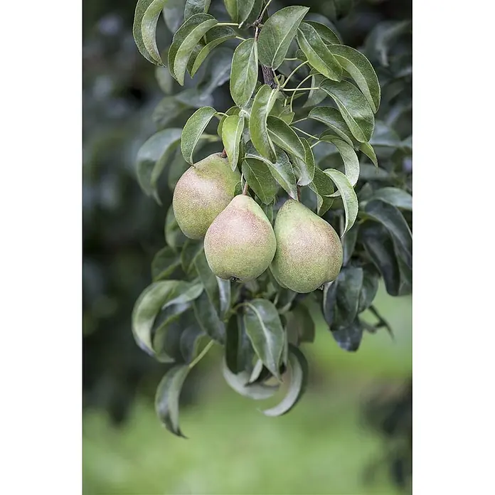 Pflanzen für dich Obstbaum 60-100 cm - Pyrus communis - Drei grüne Birnen mit rötlicher Färbung hängen an einem belaubten Ast.