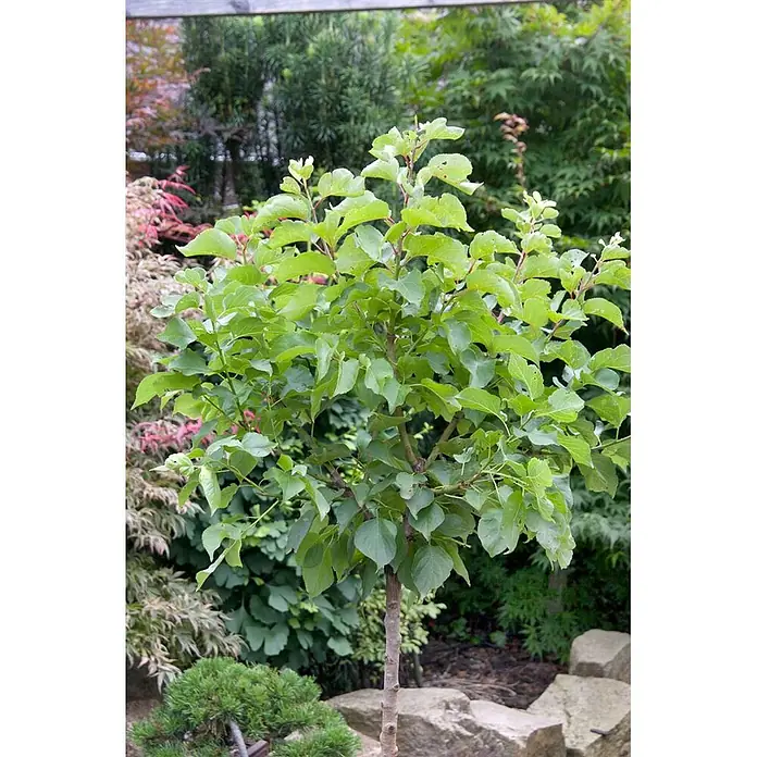 Pflanzen für dich Obstbaum 60cm - Prunus armeniaca - Ein kleiner, junger Baum mit frischen grünen Blättern und schlankem braunem Stamm in einem Garten.