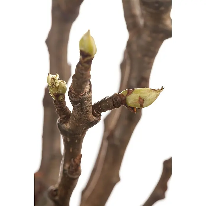 Pflanzen für dich Obstbaum 60-100 cm - Pyrus communis - Brauner Ast mit mehreren hellgrünen Knospen, einige davon beginnen sich zu öffnen.