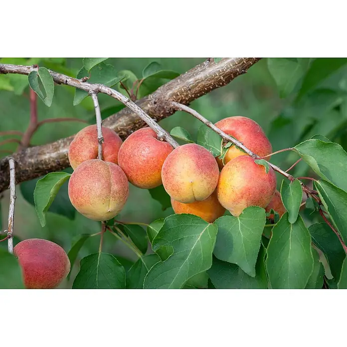Pflanzen für dich Obstbaum 150-200cm - Prunus armeniaca 'Ungarische Beste' - Mehrere reife Aprikosen in Orange-, Rot- und Gelbtönen hängen an einem braunen Ast.