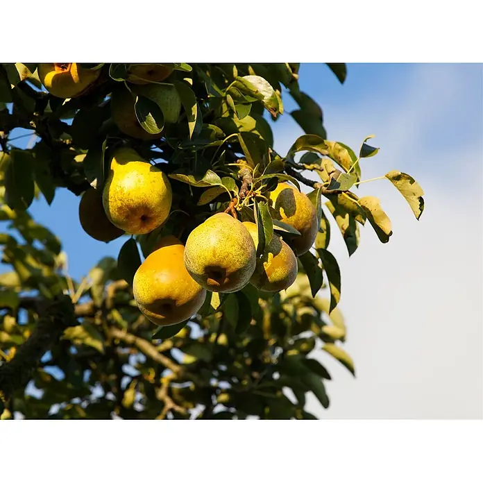 Pflanzen für dich Obstbaum 60-100 cm - Pyrus communis - Gelb-grüne Birnen an einem belaubten Baumzweig.