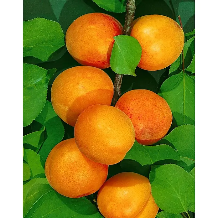 Pflanzen für dich Obstbaum 150-200cm - Prunus armeniaca 'Ungarische Beste' - Reife, orange-rote Aprikosen wachsen an einem Ast, eingebettet in leuchtend grüne Blätter.