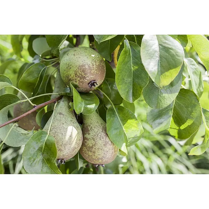 Pflanzen für dich Obstbaum 60-100 cm - Pyrus communis - Gesprenkelte grüngraue Birnen hängen an einem Ast zwischen grünen Blättern.