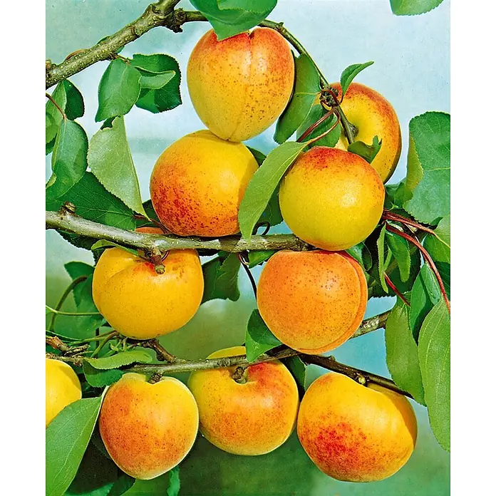 Pflanzen für dich Obstbaum 150-200cm - Prunus armeniaca 'Ungarische Beste' - Gruppen reifer, gelb-orangefarbener Aprikosen mit roter Färbung, die an einem belaubten Ast hängen.