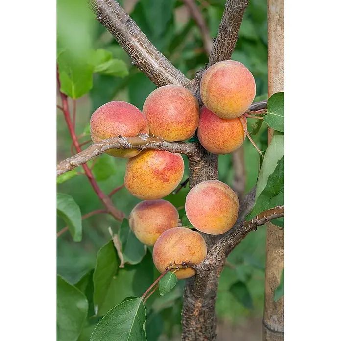 Pflanzen für dich Obstbaum 150-200cm - Prunus armeniaca 'Ungarische Beste' - Reife Aprikosen mit roter Färbung an einem Baumast.
