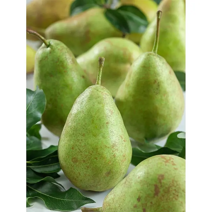 Pflanzen für dich Obstbaum 60-100 cm - Pyrus communis - Mehrere frische grüne Birnen mit braunen Sprenkeln und grünen Blättern.