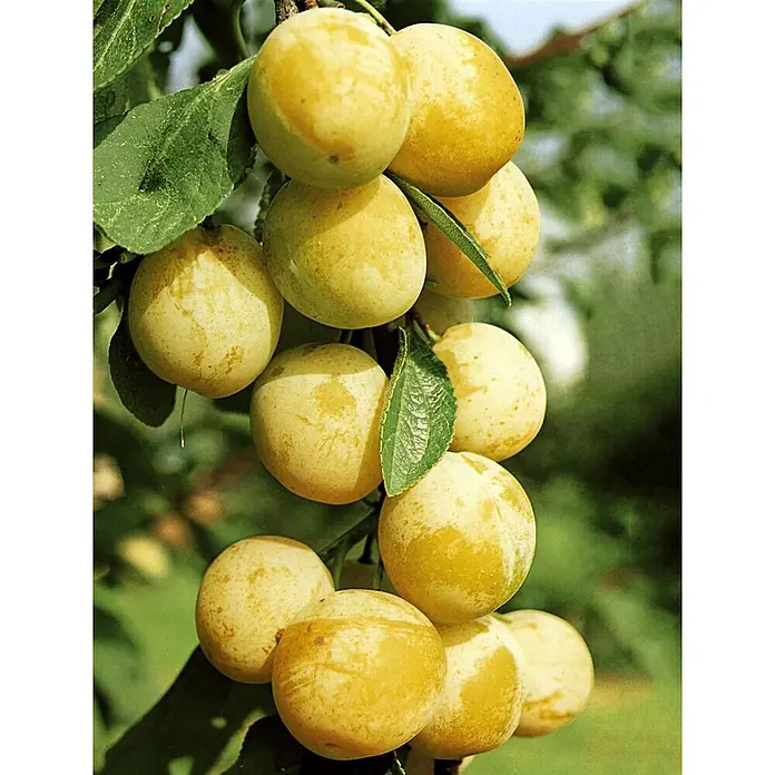 Pflanzen für dich Obstbaum 40 cm - Prunus domestica 'Mirabelle von Nancy' - Reife gelbe Pflaumen hängen an einem belaubten Ast.