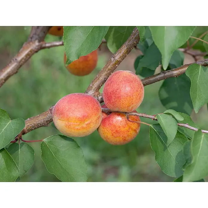Pflanzen für dich Obstbaum 150-200cm - Prunus armeniaca 'Ungarische Beste' - Reife orange-rote Aprikosen, rot gesprenkelt, hängen an einem Ast mit grünen Blättern.