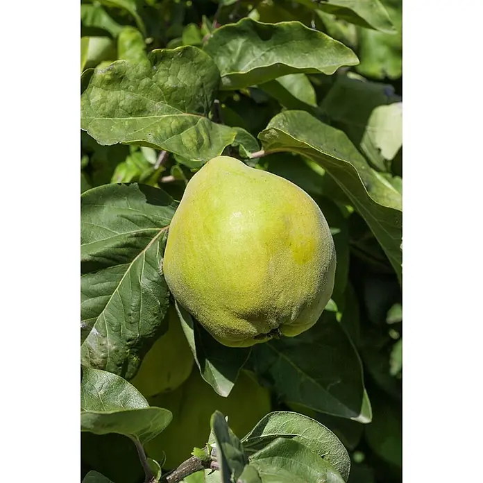 Pflanzen für dich Obstbaum 150-200 cm - Cydonia oblonga 'Portugiesische Birnenquitte' - Grüngelbe, flaumige Quittenfrucht hängt an einem Ast zwischen grünen Blättern.