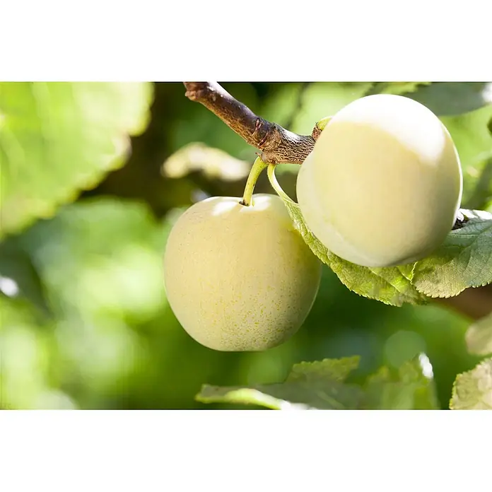 Pflanzen für dich Obstbaum 150-200cm - Prunus domestica 'Ontario' - Zwei unreife gelb-grüne Pflaumen hängen an einem Ast.