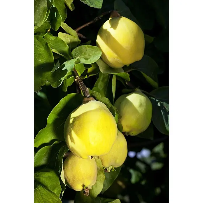 Pflanzen für dich Obstbaum 150-200 cm - Cydonia oblonga 'Portugiesische Birnenquitte' - Reife gelb-grüne Quitten hängen an einem Ast zwischen grünen Blättern.