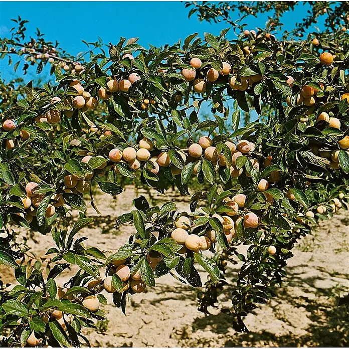 Pflanzen für dich Obstbaum 150-200cm - Prunus armeniaca 'Nancy Aprikose' - Äste voller reifender gelb-orangener Pflaumen und grüner Blätter.