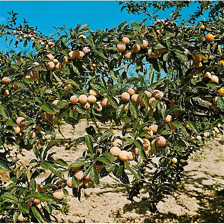 Pflanzen für dich  Obstbaum 150-200cm