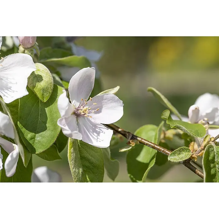 Pflanzen für dich Obstbaum 150-200 cm - Cydonia oblonga 'Portugiesische Birnenquitte' - Nahaufnahme zarter weiß-hellrosa Blüten mit auffälligen Staubblättern an einem belaubten Ast.